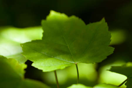 green leaf maple (Acer rubrum) on blurred background