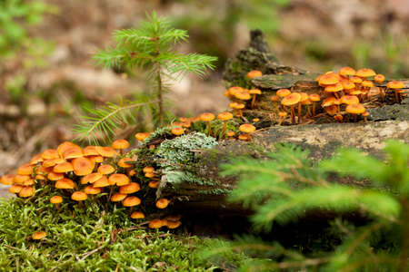 species of agaric fungus (Xeromphalina kauffmanii) on trunk