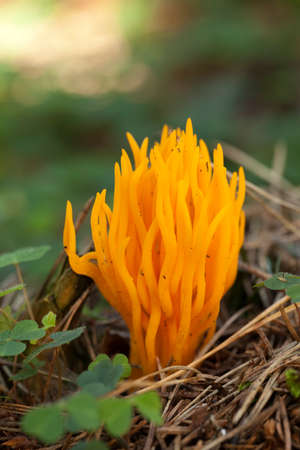 yellow inedible mushroom (Calocera viscosa) in forestの写真素材