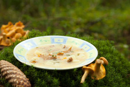 mushroom soup in white plate on mossの写真素材