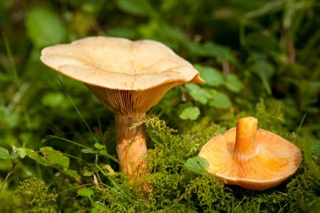 edible orange mushrooms (Lactarius deterrimus) in forestの写真素材