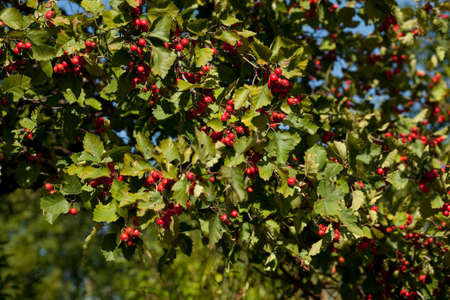 deciduous tree of hawthorn (Crataegus coccinea) bears fruit