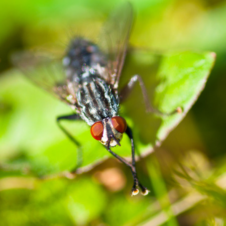 Common Housefly (Fly) Sitting on the Leaf in the Grass Foliageの写真素材