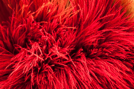 Various Dried and Colored Plants and Flowers for Home Decorationの写真素材