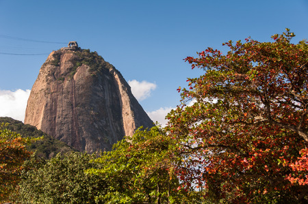 Sugarloaf Mountain and Colorful Trees in Rio de Janeiro, Brazilの写真素材