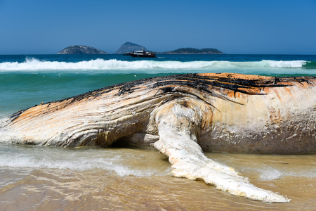 Washed Ashore Decomposing Whale in Ipanema Beach in Rio de Janeiroの写真素材