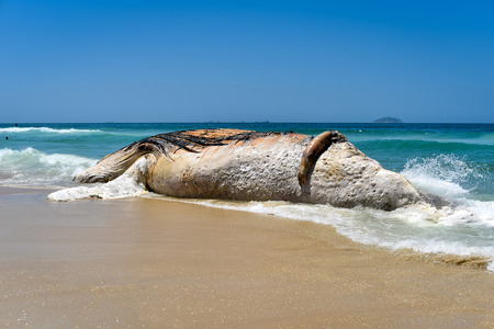 Washed Ashore Decomposing Whale in Ipanema Beach in Rio de Janeiroの写真素材