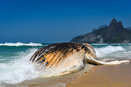 Washed Ashore Decomposing Whale in Ipanema Beach in Rio de Janeiroの写真素材
