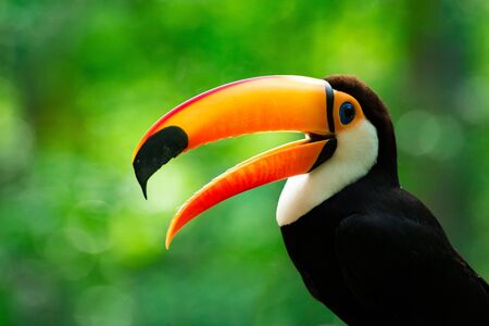 Portrait of Toucan Toco With Open Beakの写真素材