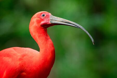 Portrait of Scarlet Ibis (Eudocimus Ruber) Bird in the Forestの写真素材