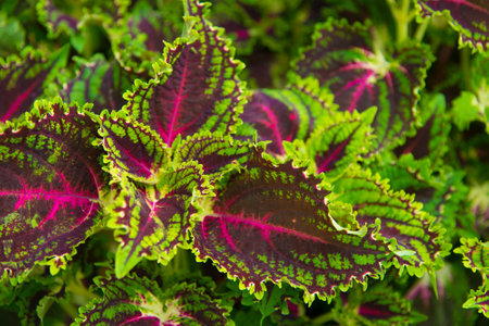 Green and Purple Leaf Background Textureの写真素材