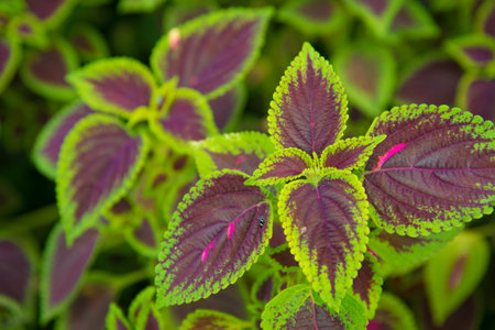 Green and Purple Leaf Background Texture