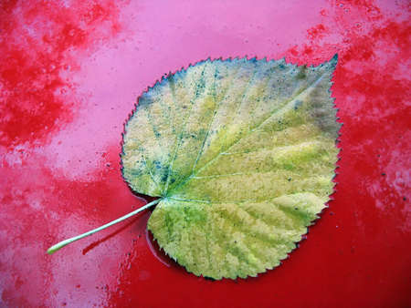 macro leafの写真素材