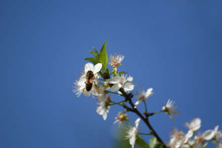 cherry tree with insect bee