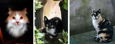 looking cat compositionの写真素材