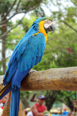 RIO DE JANEIRO - October 12 2015- A blue parrot in Lagoa Rodrigo de Freitasの写真素材