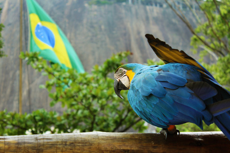 RIO DE JANEIRO - October 12 2015- A blue parrot with a Brazilian Flagの写真素材