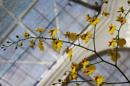 RIO DE JANEIRO - October 12 2015- Yellow orquids in the Rio de Janeiro Botanical Gardenの写真素材