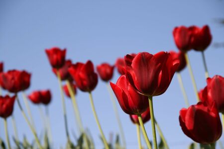 many red tulips in a field - blue skyの写真素材