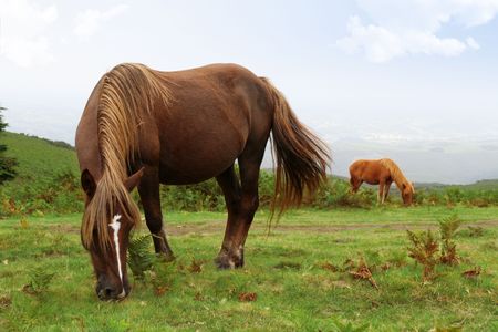 two wild pottok horses in a fieldの写真素材
