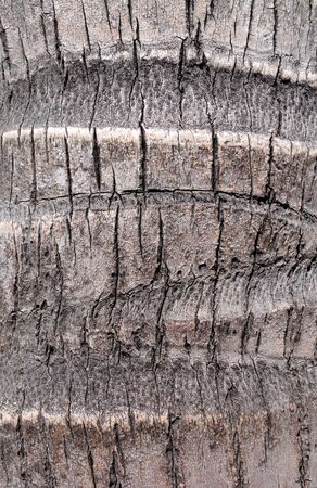 Coconut tree wood bark background textureの写真素材
