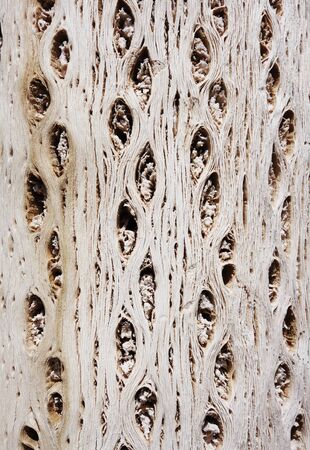 Cactus wood bark background textureの写真素材
