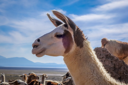 Lamas Lamas herd in Eduardo Avaroa National Park, Boliviaの写真素材