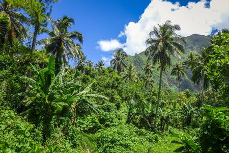 Moorea island jungle and mountains landscape view. French Polynesiaの写真素材
