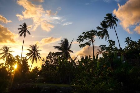Palm tree at sunset in Moorea island. French Polynesiaの写真素材