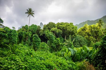 Moorea island jungle and mountains landscape. French Polynesiaの写真素材