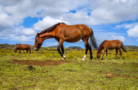 Horses in easter island field, pacific ocean, Chileの写真素材