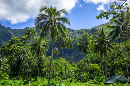 Moorea island jungle and mountains landscape view. French Polynesiaの写真素材