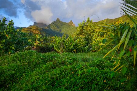 Moorea island jungle and mountains landscape. French Polynesiaの写真素材