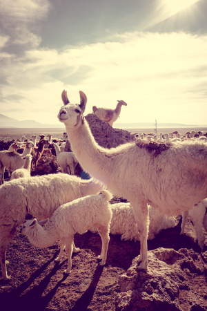 Lamas Lamas herd in Eduardo Avaroa National Park, Boliviaの写真素材