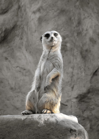 Small suricate on a rock, watching aroundの写真素材