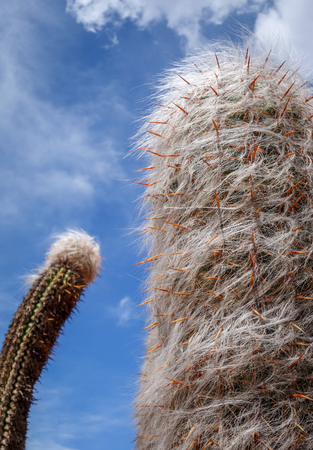 Hairy Cactus detail in the desert. Tilcara, Argentinaの写真素材