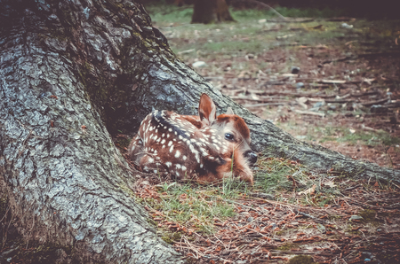 New born Sika fawn deer in Nara Park forest, Japanの写真素材