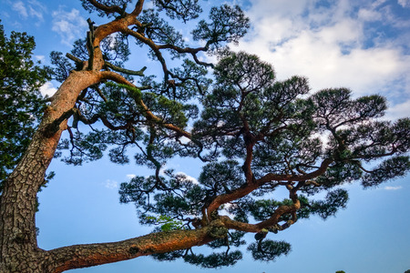 japanese black pine, pinus thunbergii, on a blue sky, Nikko, Japanの写真素材