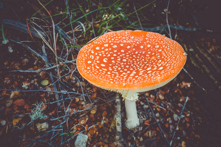 Amanita muscaria. fly agaric toadstool mushroom. Close-up viewの写真素材