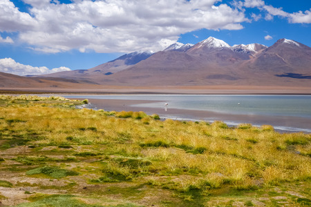 Pink flamingos in altiplano laguna, sud Lipez reserva Eduardo Avaroa, Boliviaの写真素材