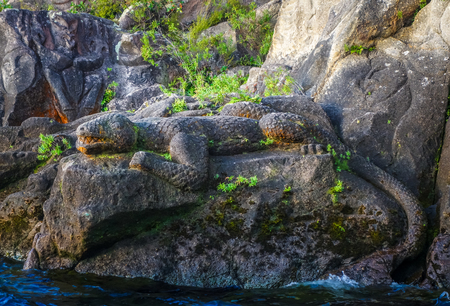 Traditional Maori rock carvings, Lizard, Taupo Lake, New Zealandの写真素材