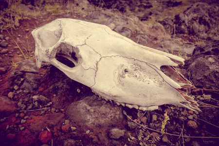 Horse skull and bones on easter islandの写真素材