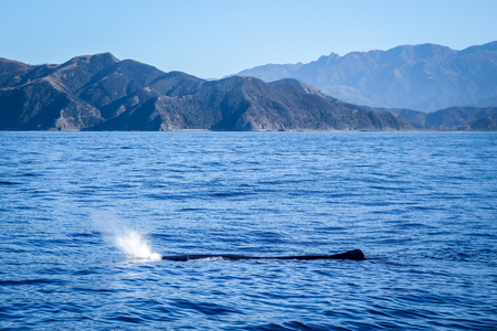 Whale watching in Kaikoura bay, New Zealandの写真素材