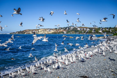 Seagulls flying on Kaikoura beach, New Zealandの写真素材