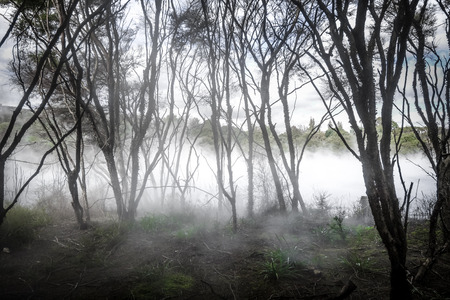 Misty lake and forest in Rotorua volcanic area, New Zealandの写真素材