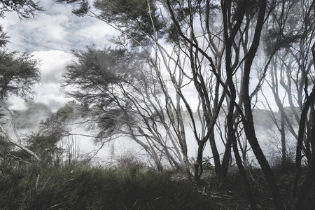 Misty lake and forest in Rotorua volcanic area, New Zealandの写真素材