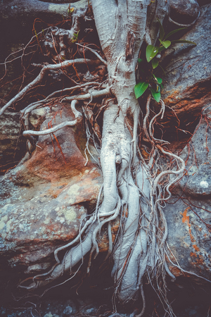 Old roots on a rock close-up view