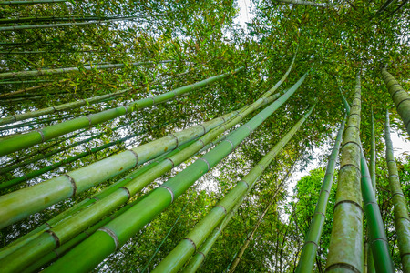 Arashiyama bamboo forest in Sagano, Kyoto, Japanの写真素材