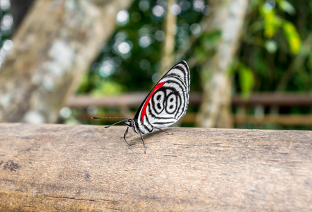 black, white and red butterfly at iguazu falls national parkの写真素材
