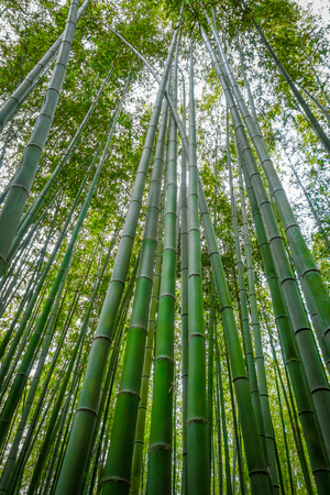 Arashiyama bamboo forest in Sagano, Kyoto, Japanの写真素材